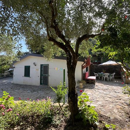 Casa Vacanze Alfano Ascea Eksteriør billede